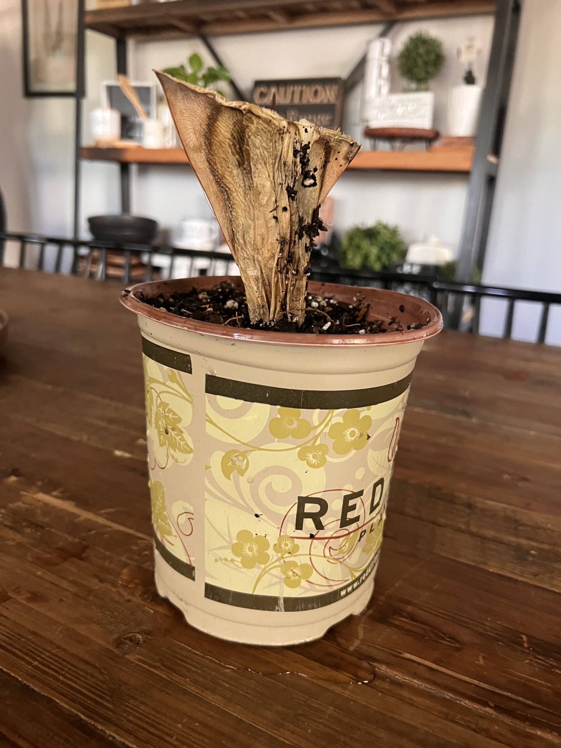 When the Plant Died